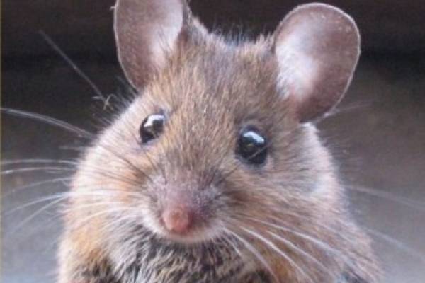 raton